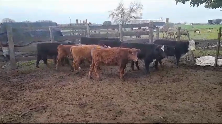 Lote (Vendido)10 Terneros HEREFORD/ ANGUS a remate en #35 Pantalla Carmelo 140kg -  en COLONIA BELGRANO