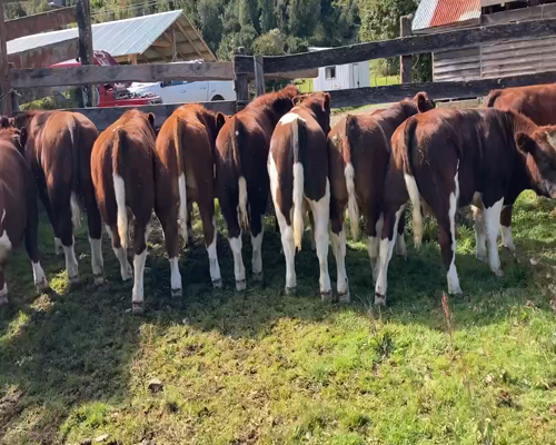 Lote 10 Ternero en Cisnes, XI Región Aysén