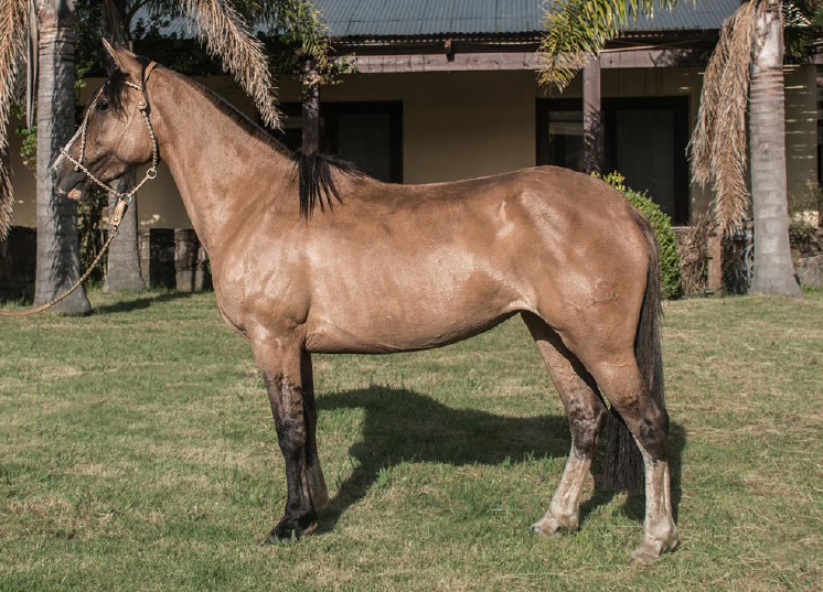 Lote ENOJADA DEL MAVIAL