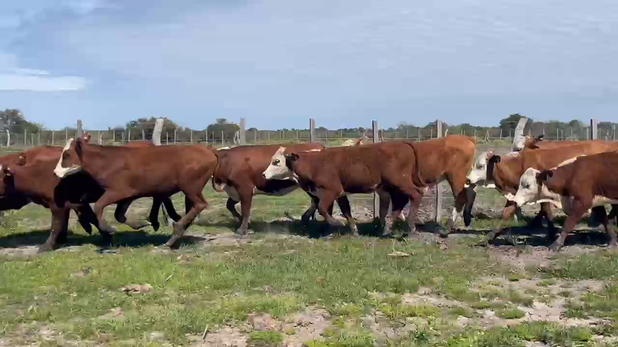 Lote 90 Terneras en Corrientes, Sauce