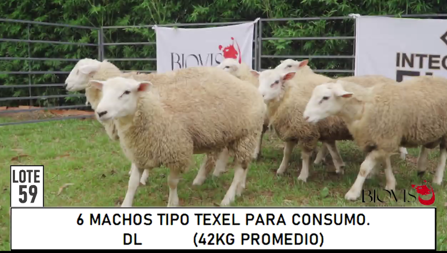 Lote LOTE 59 -PARA CONSUMO