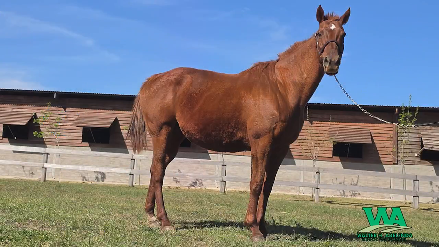 Lote TRANSONICA (Arg)