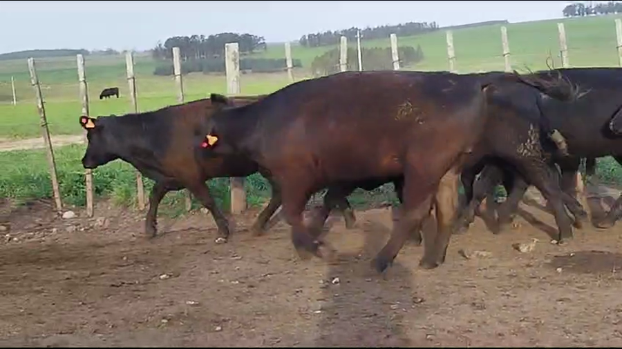 Lote Sierra de los Olivos