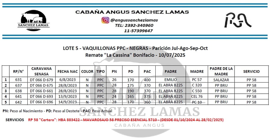 Lote VAQUILLONAS PPC NEGRAS