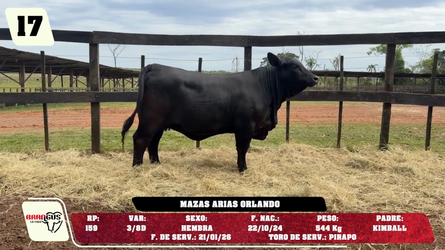 Lote LOTE 17 - DE CAMPO