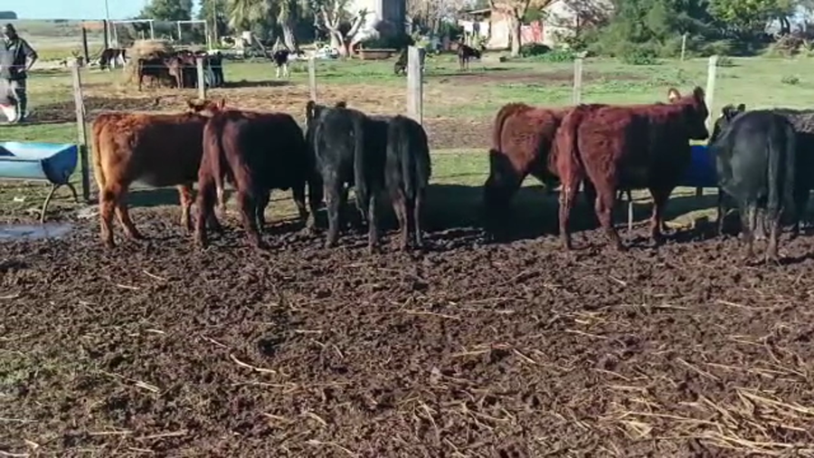 Lote 8 Terneros y Terneras AA.CRUZA a remate en 4to remate ENTRE MARTILLOS 190-200kg - , San José