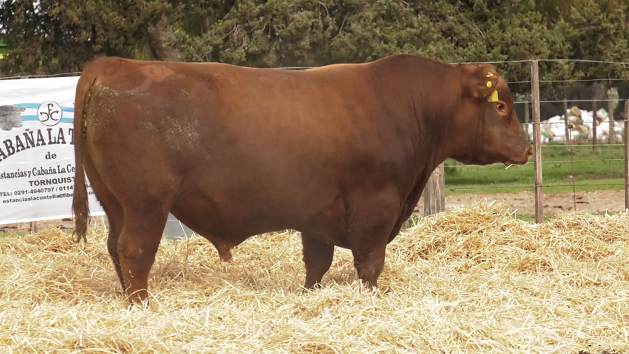Lote TOROS PUROS CONTROLADOS