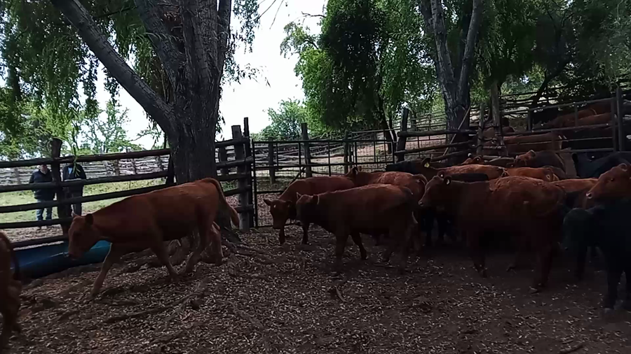 Lote 28 Ternero en VII  Región Maule, Hualañé