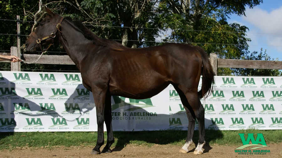 Lote BOILING POINT (Brz)