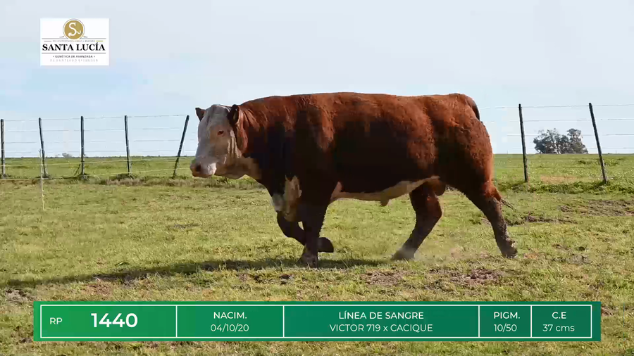 Lote TOROS HEREFORD