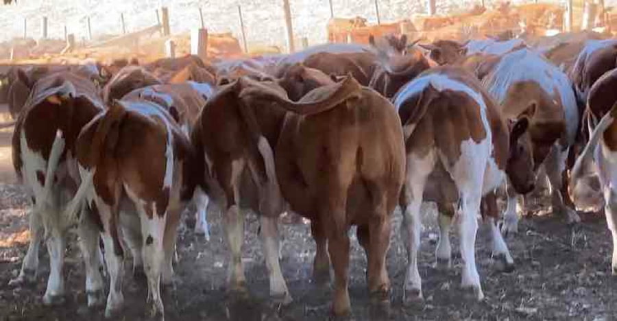 Lote 60 Novillo Engorda en Los Lagos, XIV Región Los Ríos