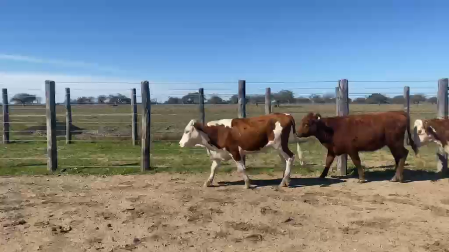 Lote 200 Terneras