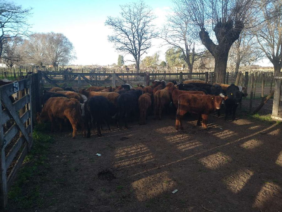 Lote 36 Terneros en Gral. Lamadrid, Buenos Aires
