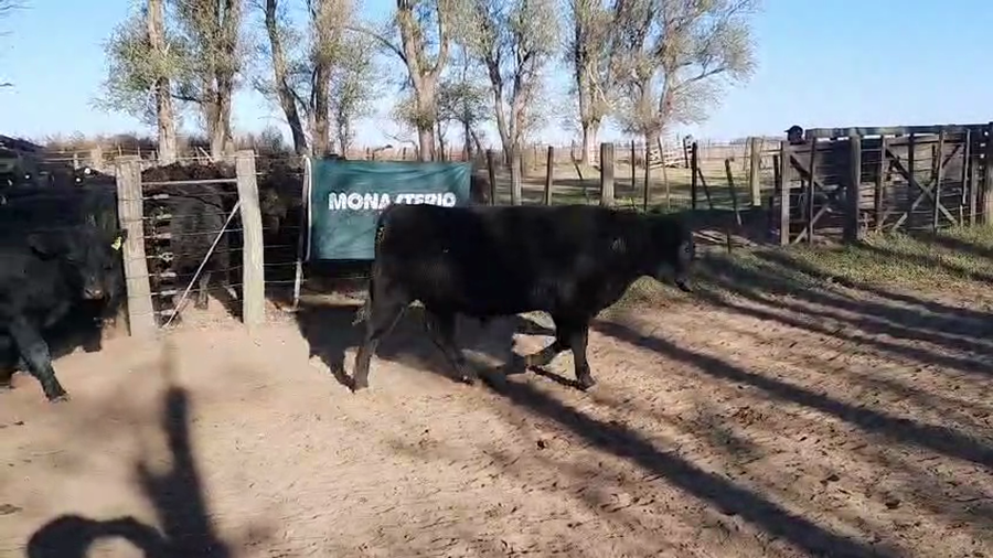 Lote 54 Terneros/as en Buenos Aires, Pellegrini