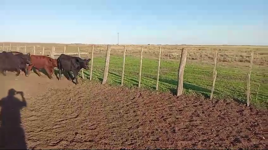 Lote 20 Terneros en Laprida