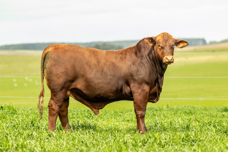 Lote Toros a remate en El Tacurú , Montevideo
