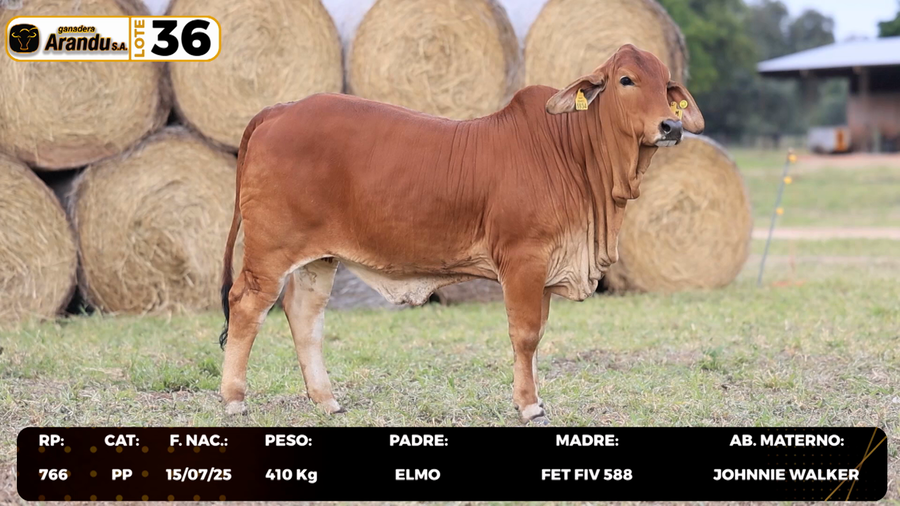 Lote LOTE 36