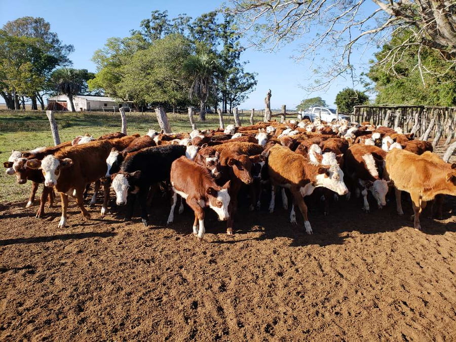 Lote 105 Terneros/as en San Roque, Corrientes