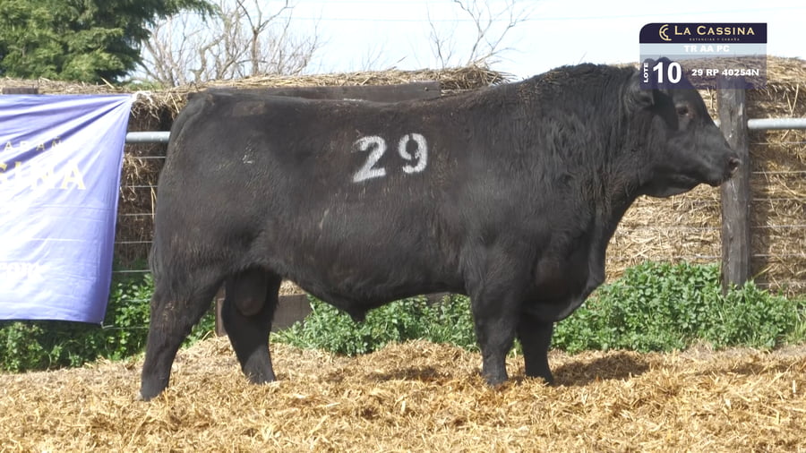 Lote TOROS ANGUS PURO CONTROLADO