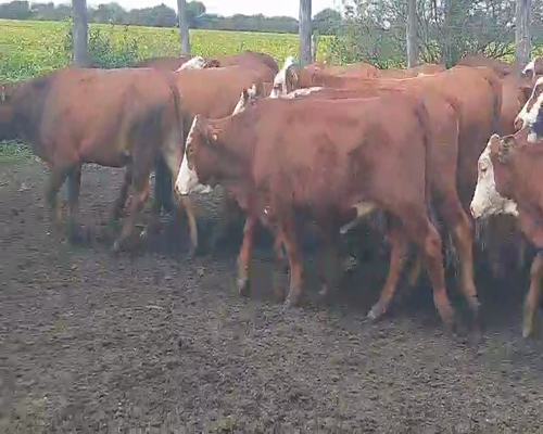 Lote 77 Vaquillonas en Quimilí, Santiago del Estero