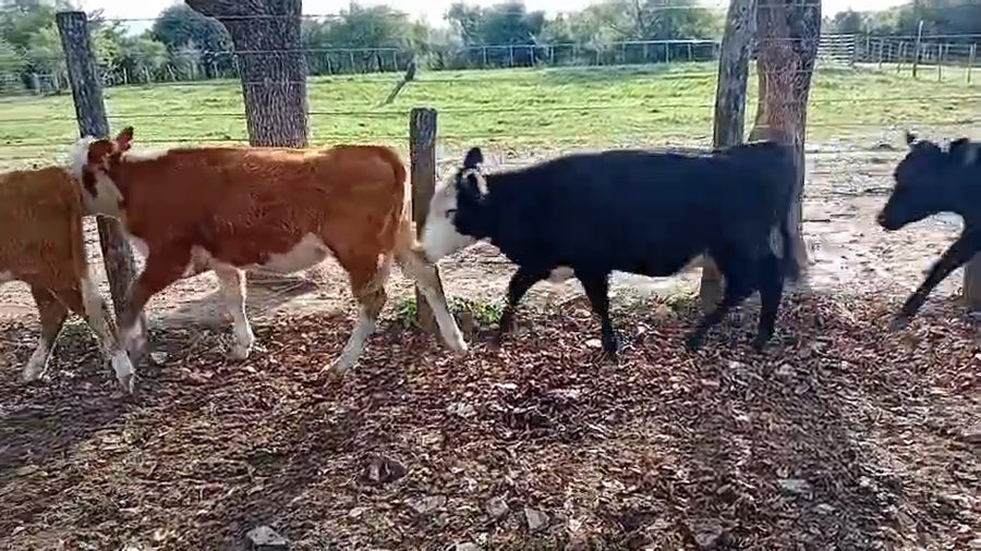 Lote 30 Vaquillonas en Corrientes, Curuzú-Cuatiá