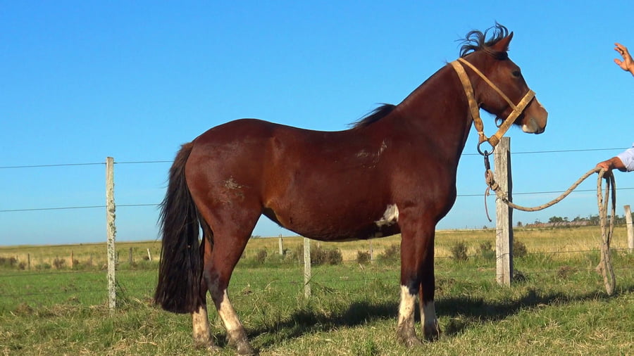 Lote MACARENA ECHISERA