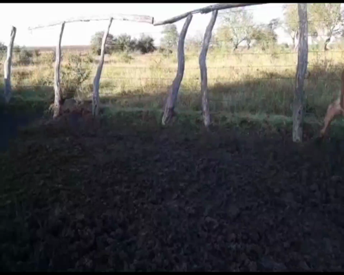 Lote 110 Terneros/as en Federal, Entre Ríos