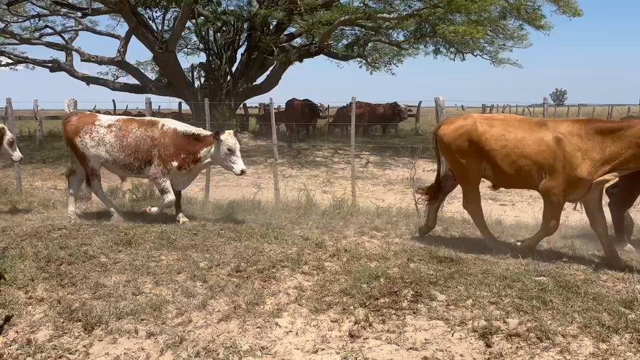 Lote 62 Terneros/as en Chavarría, Corrientes