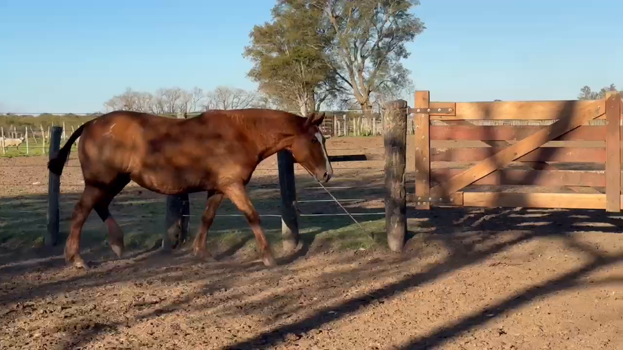 Lote 1 Yeguas en Corrientes, Curuzú-Cuatiá