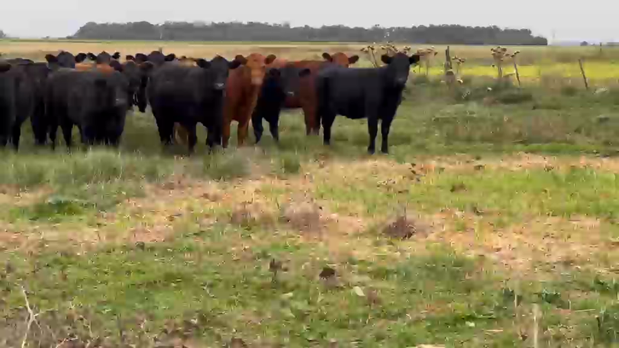 Lote 40 Vaquillonas C/ gtia de preñez en Tres Arroyos