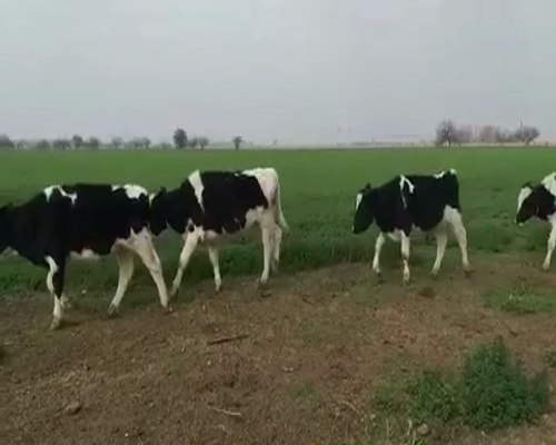 Lote 13 Novillitos y vaquillonas en Navarro, Buenos Aires