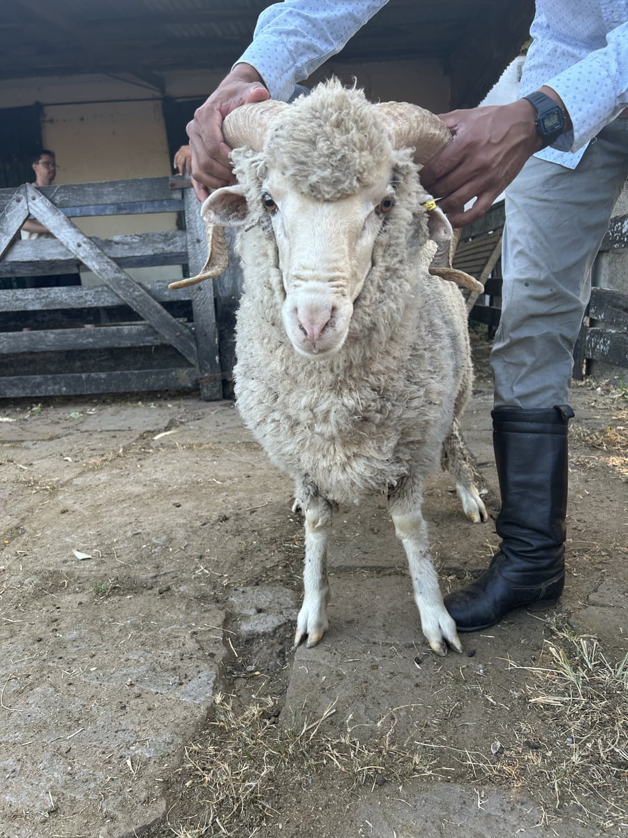 Lote Borrego 2D (MO: Si)
