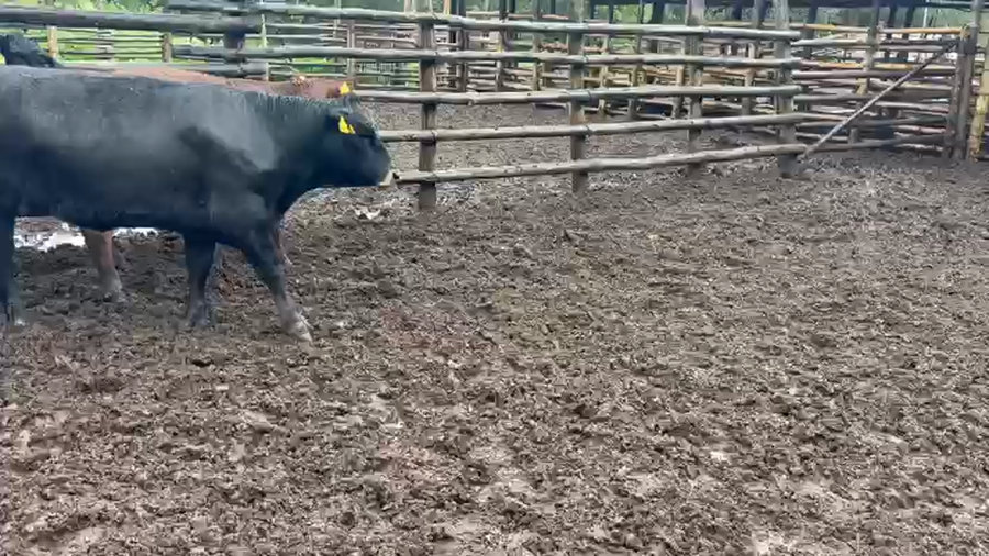 Lote 58 Vaquilla Engorda en Cartagena, V  Región Valparaíso