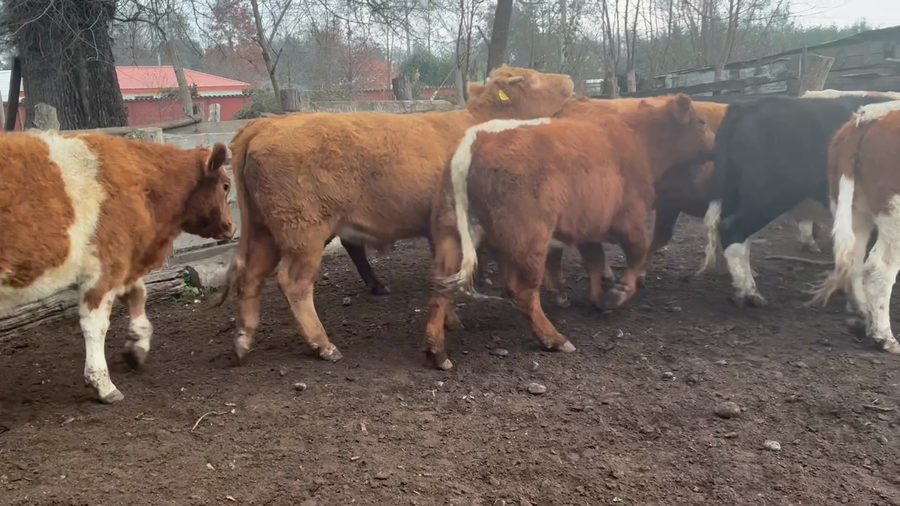 Lote 25 Novillo Engorda en Longaví, VII  Región Maule