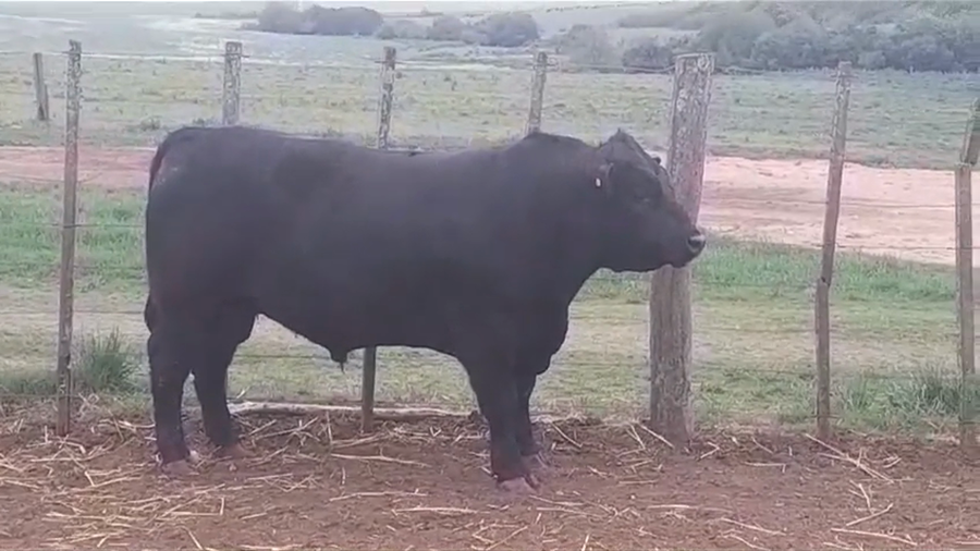 Lote TORO PI - RP 23