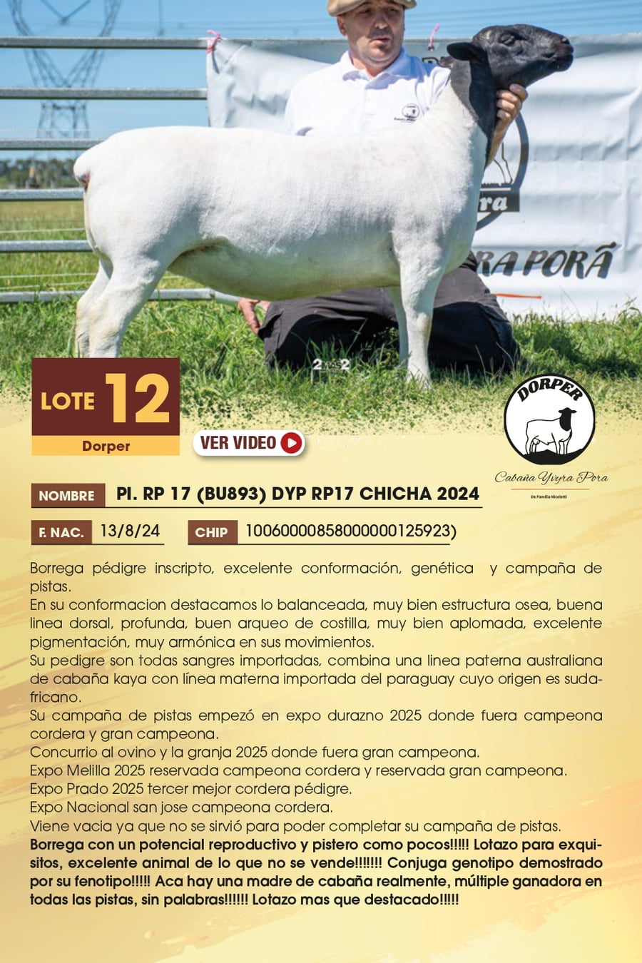 Lote 12 - Dorper