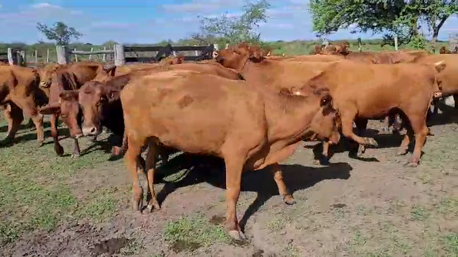 Lote 32 Vacas de invernar en Villaguay, Entre Ríos