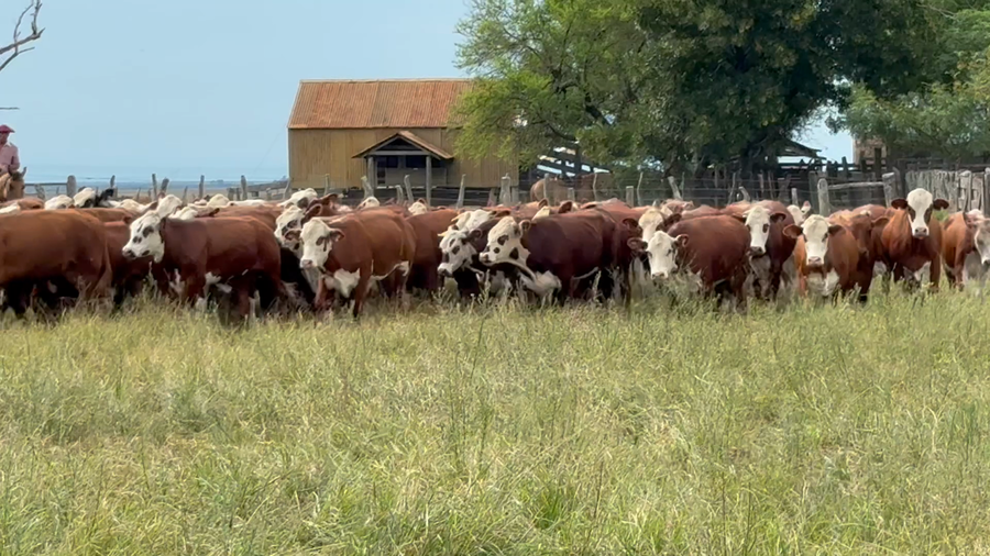 Lote 55 Novillos en Corrientes, Mercedes