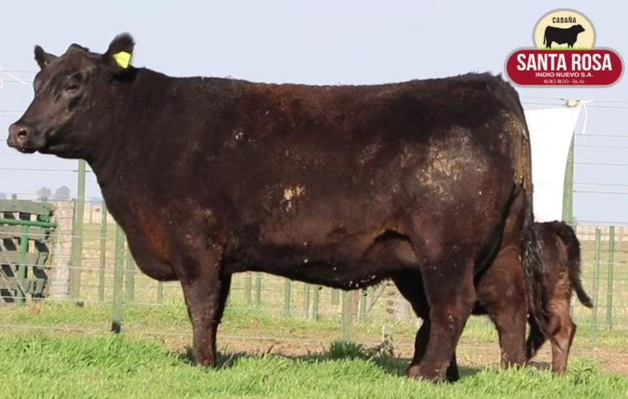 Lote VAQUILLONAS CON CRIA SANTA ROSA