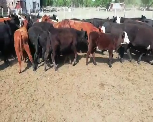 Lote 74 Terneros/as en San Salvador, Entre Ríos