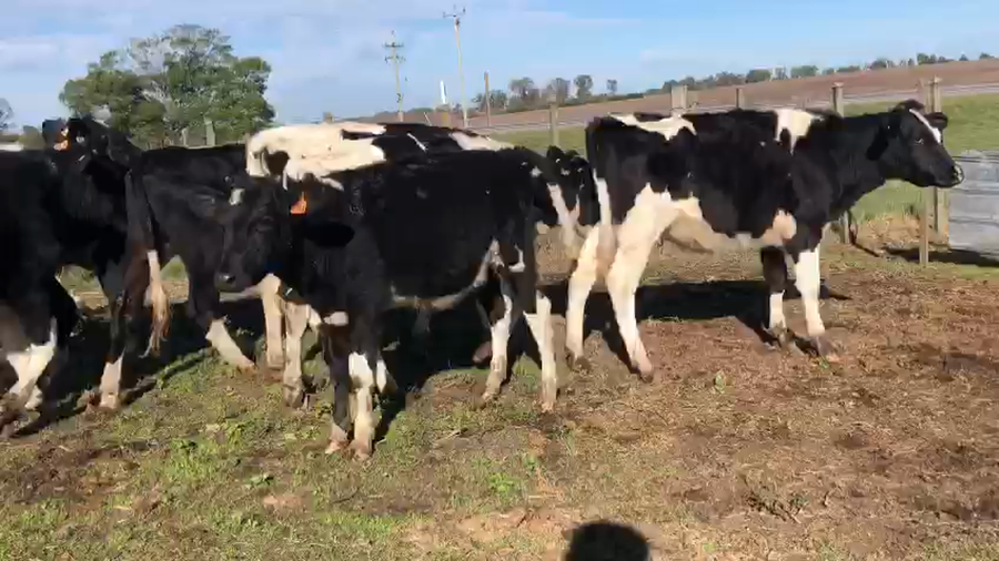 Lote 11 vaquillonas holando