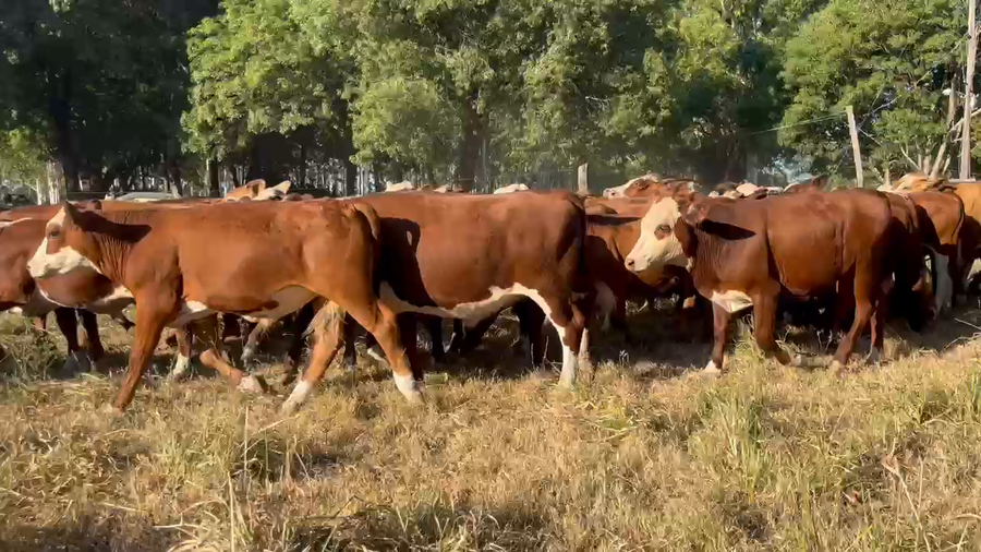 Lote 55 Novillitos en Corrientes, Gdor. Martínez