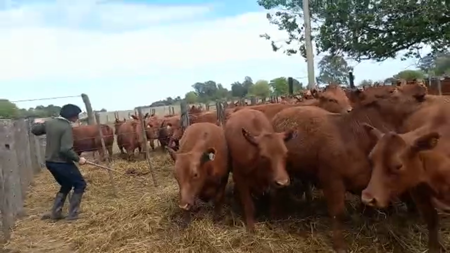 Lote "Corral 193 Vaq. Angus MAS y Generales Preñadas ""HARAS DE LA QUEBRADA"""
