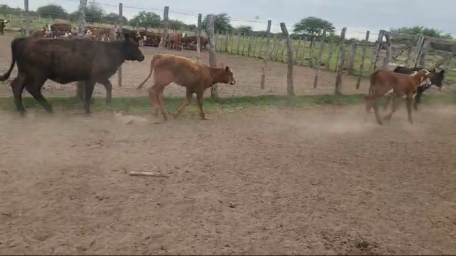 Lote 100 Terneros/as en Entre Ríos, San José de Feliciano