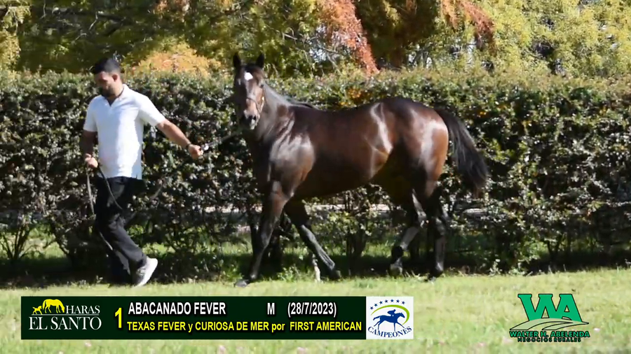 Lote ABACANADO FEVER