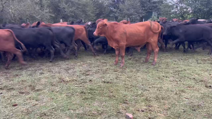 Lote 105 Novillos en Juan José Castelli, Chaco