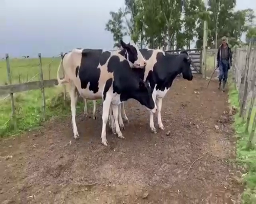 Lote (Vendido)3 Vaquillonas 1 a 2 años HOL a remate en Entre Martillos en PASO DEL REY