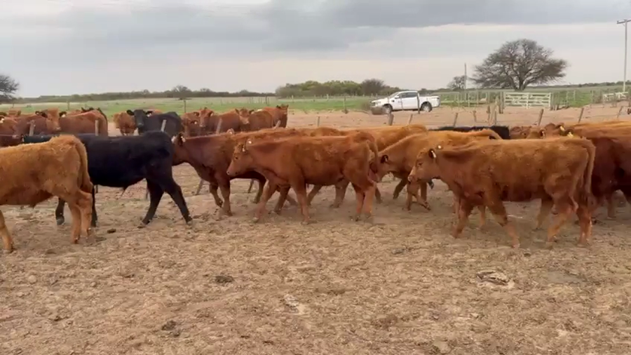 Lote 30 Terneros y Terneras