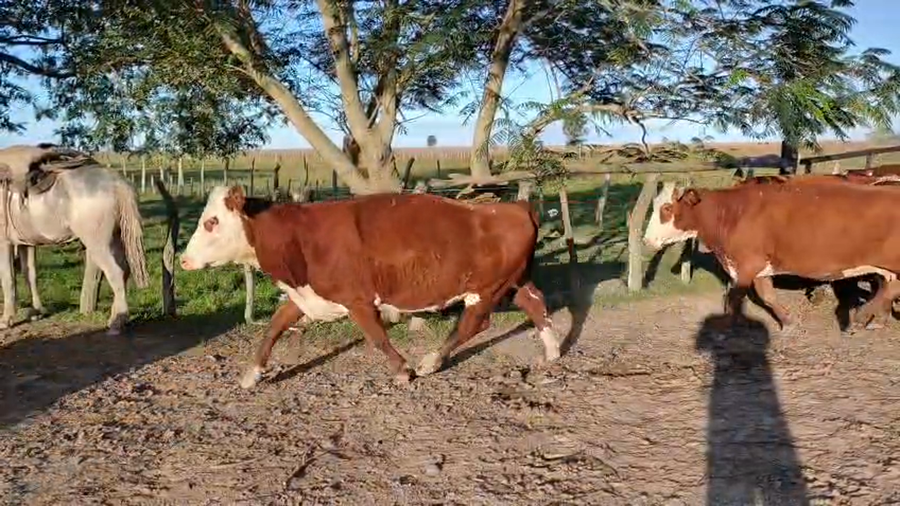 Lote 75 Vacas usadas preñadas