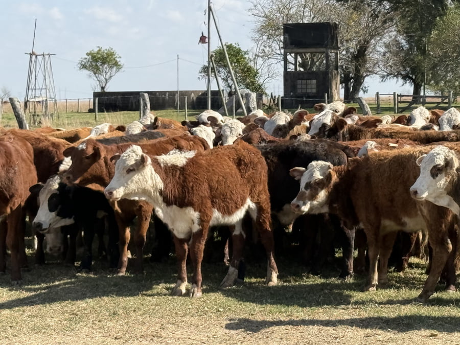 Lote 79 Terneras en Corrientes, Mercedes